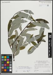 Foto von Salix appendiculata Vill. x Salix eleagnos Scop.